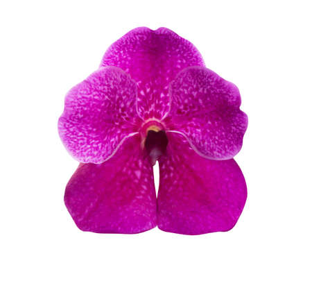 Tropical purple orchid flower bud isolated on white, beautiful fragility petal of elegant blossom flora violet flower head spring and spa decorationの写真素材