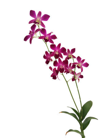Purple or pink tropical orchid isolated on white background. Blossom orchid flowers plant in garden with stem and leaf on branch, colorful vibrant violet fresh floral petalの写真素材