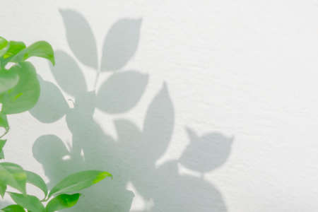 Leaves shadow background. Natural leaves tree branch shadows and sunlight dappled on white concrete...