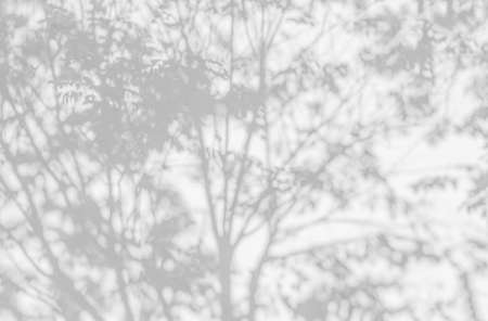 Tree shadow background and natural leaves on branch with tree trunk pattern on white concrete wall...