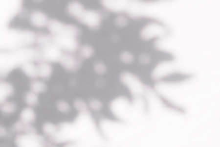 Abstract leaves shadow blurred background. Natural leaves tree branch shadows and sunlight dappled...