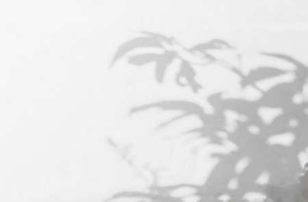 Leaves shadow background. Natural leaves tree branch shadows and sunlight dappled on white concrete...