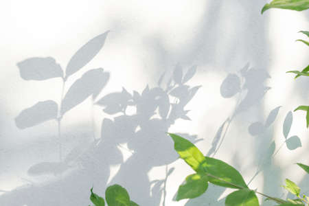 Abstract leaves shadow blurred background. Natural leaves tree branch and tree trunk shadows and sunlight dappled on white concrete wall texture for background wallpaper and any designの写真素材