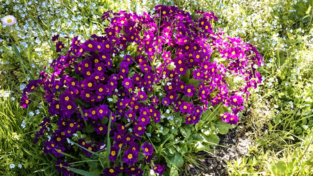 Beautiful garden violet flowersの写真素材