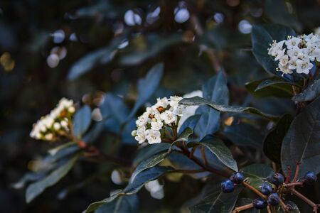 Beautiful flowers tree in a green nature garden backgroundの写真素材