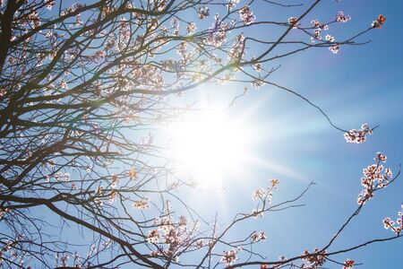 Beautiful flowers tree in a green nature garden backgroundの写真素材