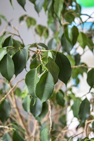 Tree and leafs in beautiful green nature garden, natural color backgroundの写真素材