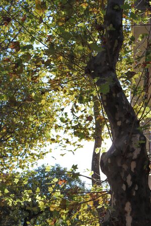 Tree and leafs in beautiful green nature garden, natural color backgroundの写真素材
