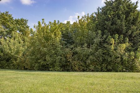 nature garden, beautiful landscape clear sky