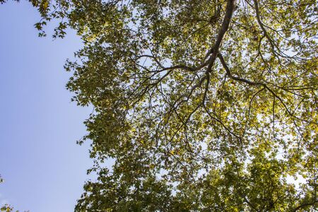 natural garden tree and sky landscape