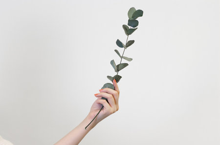 hand holding eucalyptus, on white backgroundの写真素材