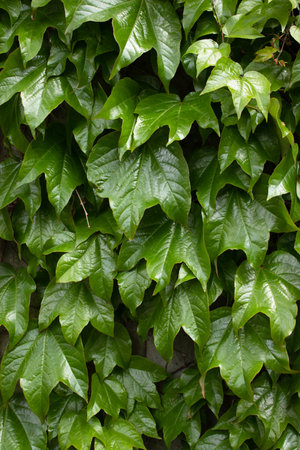 Leaf texture, natural background. flat lay textureの写真素材