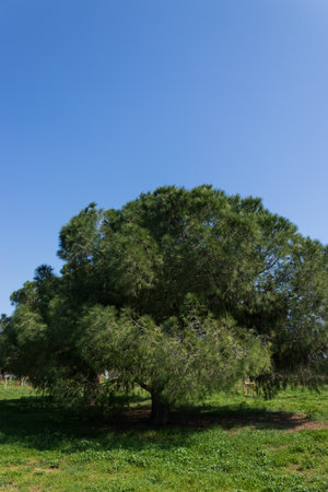 trees in the forest, nature background, amazing forest and garden landscapeの写真素材