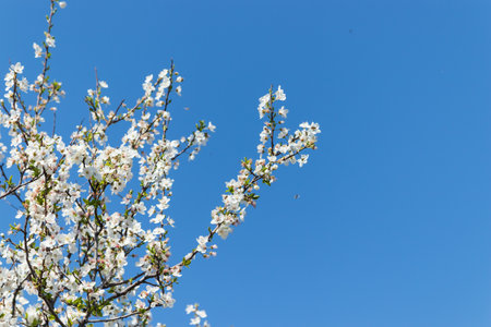 blossom flower, spring flowers, nature background, amazing forest and garden landscape
