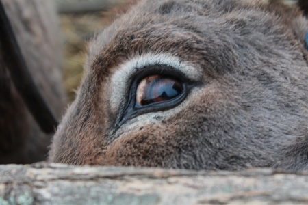 Donkeyの写真素材