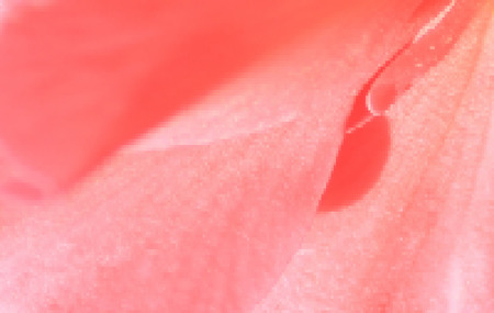 pink backgroundのイラスト素材