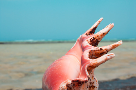 Sea coastal coast in Egypt, Red sea in Africa, shell surf boat on the waterの写真素材