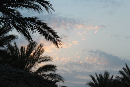 Africa. Alley from palm trees to hotels in egyptの写真素材