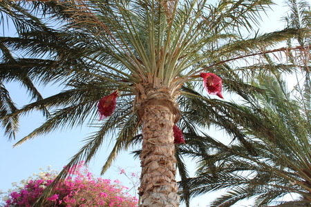 Africa. Alley from palm trees to hotels in egyptの写真素材