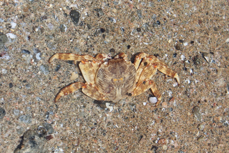 Close up of a Red Sea Crabの写真素材