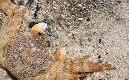 Close up of a Red Sea Crabの写真素材