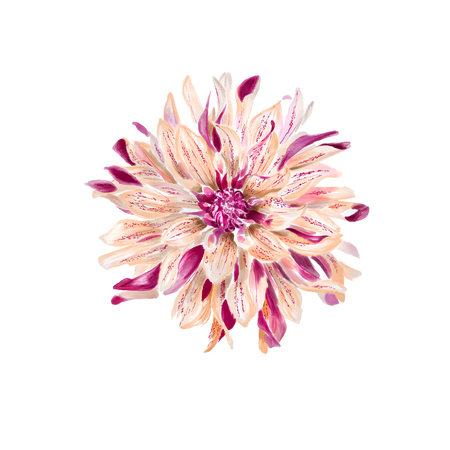 Watercolor Flower Illustrationの写真素材
