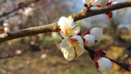 apricot flowerの写真素材