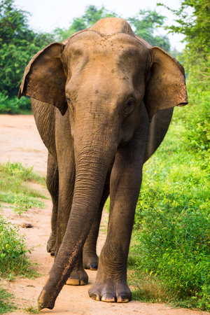 Single elephant approaching