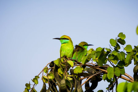 Bee eater perched on treeの写真素材
