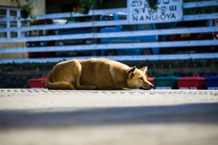 Dog on railway platformの写真素材