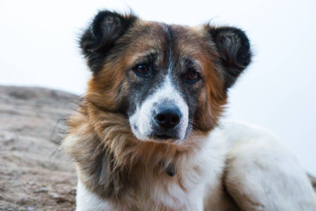 Wild Dog looking at you