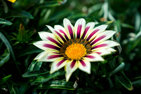 Single Gazania in focusの写真素材