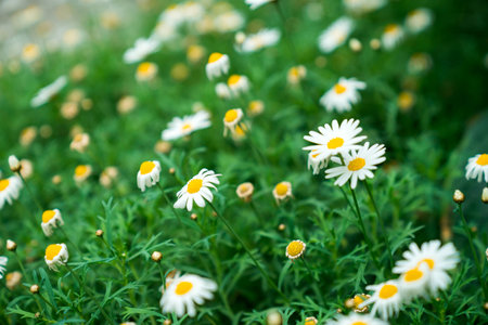 Field of white Daisies