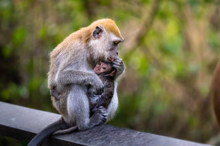 <p>long tailed macaque mother nursing her child</p>