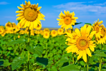 Beautiful sunflowers in the field with bright blue skyの写真素材