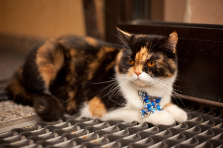 young cat in the streetの写真素材