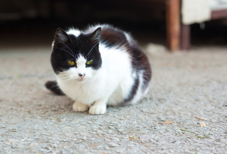 little fluffy kitten on the street の写真素材