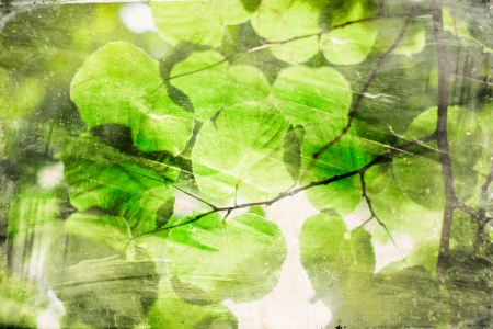 green leaves on vintage backgroundの写真素材