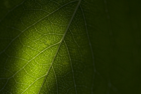 Texture of a green leaf as background