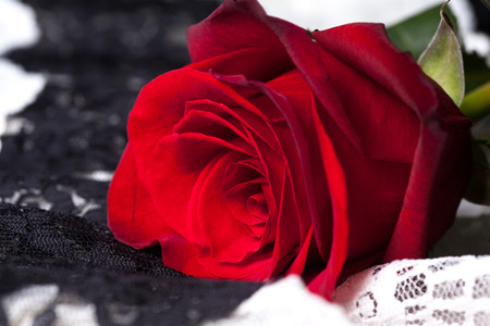 beautiful close up red rose の写真素材