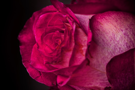 beautiful close up red rose の写真素材
