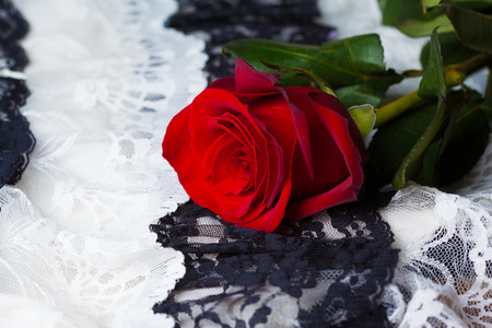 beautiful close up red rose の写真素材