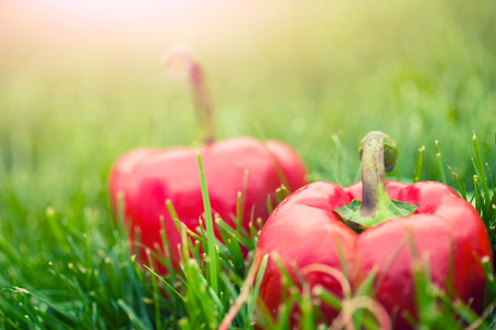 fresh sweet peppers laying on green grassの写真素材