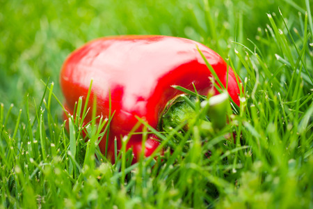 fresh sweet peppers laying on green grass