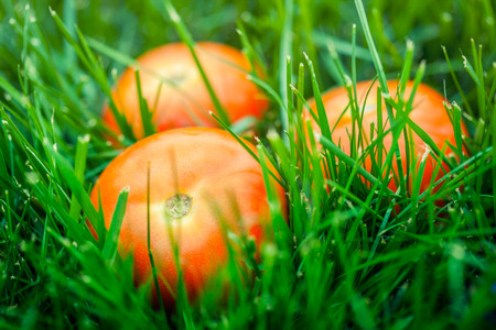 fresh tomatos laying on green grassの写真素材