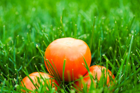 fresh tomatos laying on green grassの写真素材
