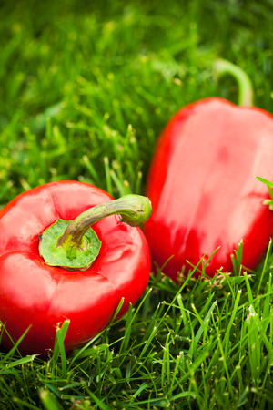 fresh sweet peppers laying on green grassの写真素材