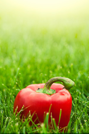 fresh sweet peppers laying on green grassの写真素材