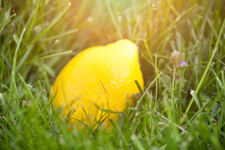 fresh lemon laying on green grassの写真素材