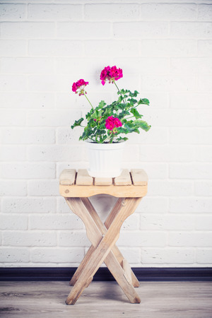 pink pelargonium in white pot standing on wooden chair against white brick wallの写真素材